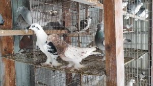 13.01.2025г Всех с Праздником со Старым Новым Годом!!!