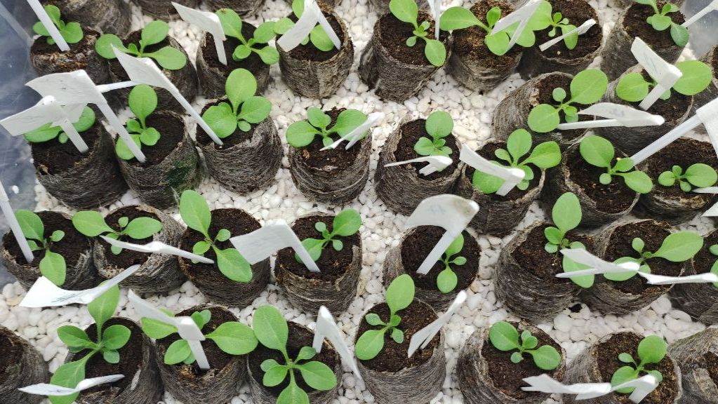 Обязательно посейте петунию таким способом. Отличная всхожесть. Сеянцы не вытягиваются. смотреть онлайн