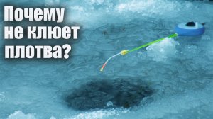 Почему не клюет плотва? Был в шоке от подводных съемок. Зимняя рыбалка на щуку и плотву.