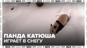 Московский зоопарк показал кадры с пандой Катюшей в снегу - Москва 24