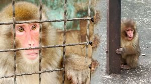 Лида на Елисея аж лает за зелень! Мила бросила Сакуру и впала в детство, но Сакура сама виновата!