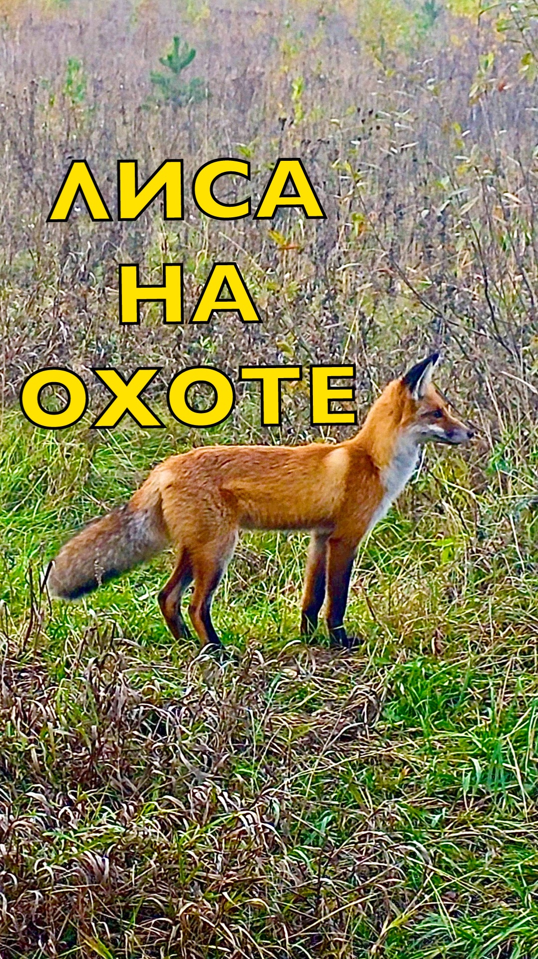 Лиса на охоте смотреть онлайн