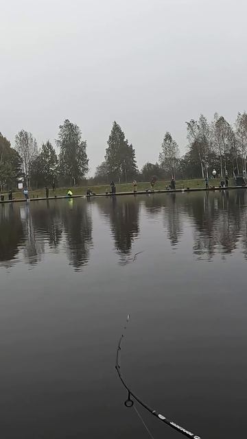 Сход форели. #fishing #рыбалка #ловляфорели #fishing #trout #fishingvideo  #troutlurefishing