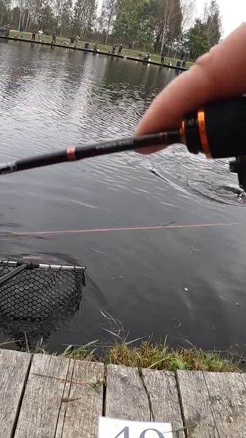 Неожиданная поклёвка форели! Вот это удар! #Форель #ПрудоваяФорель #FishingShorts #trout #troutarea