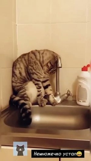 Животные приколы и не только😅😆