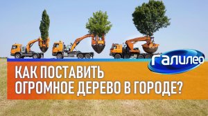 Галилео | Как поставить огромное дерево в городе?