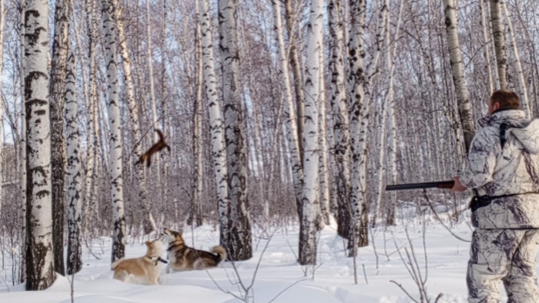 Охота с лайкой на куницу! смотреть онлайн