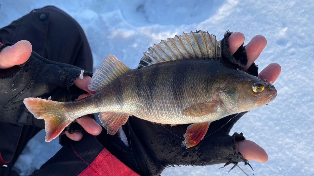 По сугробам топаем за окунем. Рыбалка на балансир и блесну на Горьковском водохранилище.