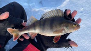 По сугробам топаем за окунем. Рыбалка на балансир и блесну на Горьковском водохранилище.