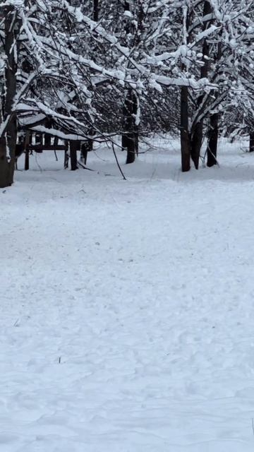 Лосиная биостанция. Оленья тропа. Олени ч. 4