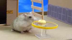 Хомяк в мире майнкрафт 🐹 Хомяк проходит лабиринты ✅