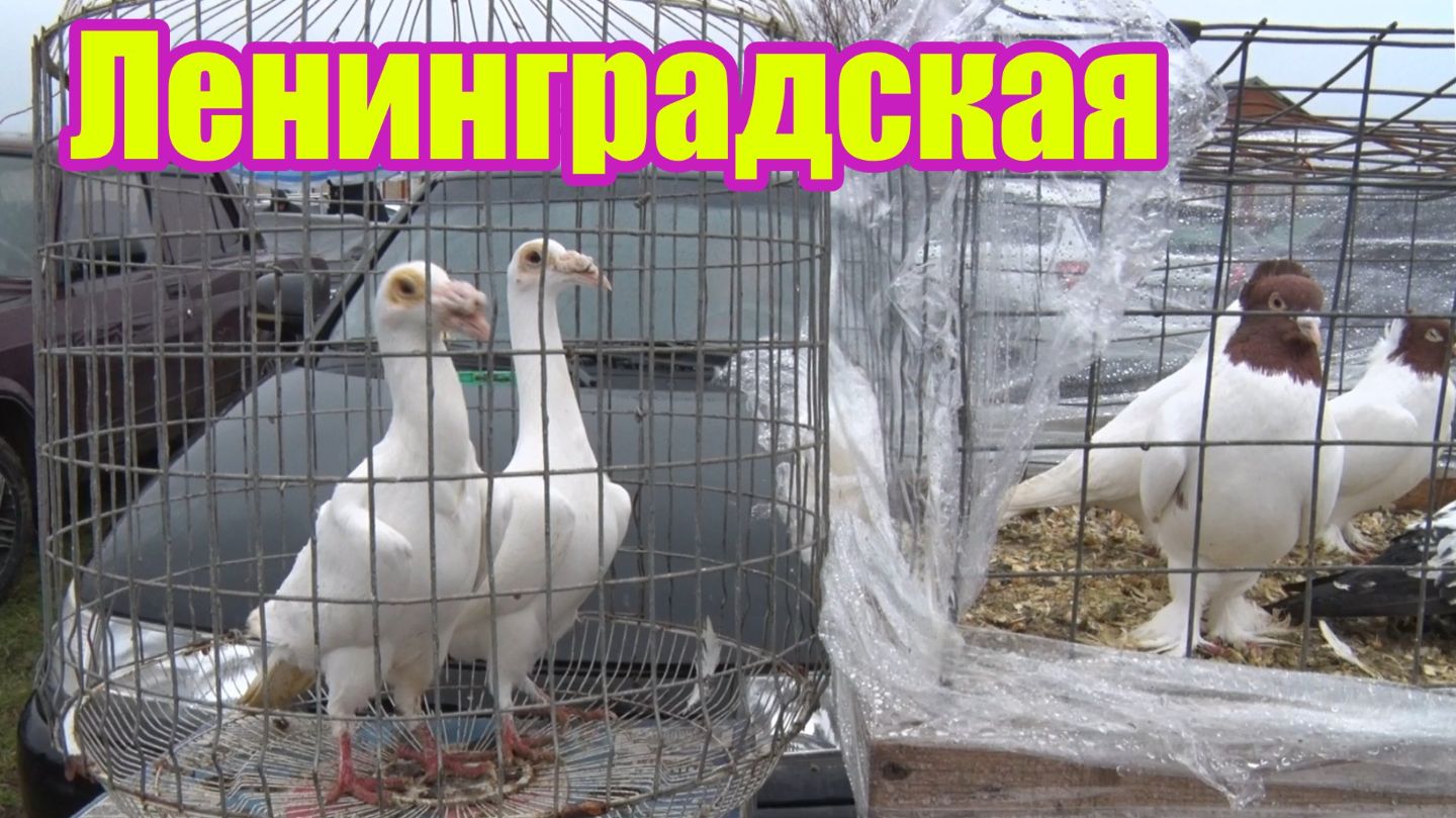 Птичий рынок. Ленинградская. [11.01.2026] смотреть онлайн