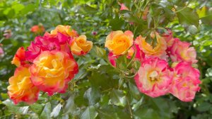 Июль в Саду 21 июля 2025 часть 1