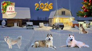 Кормлю лаек на Старый Новый год