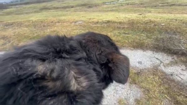 Заметил странное движение в кювете/Это спасло ему жизнь