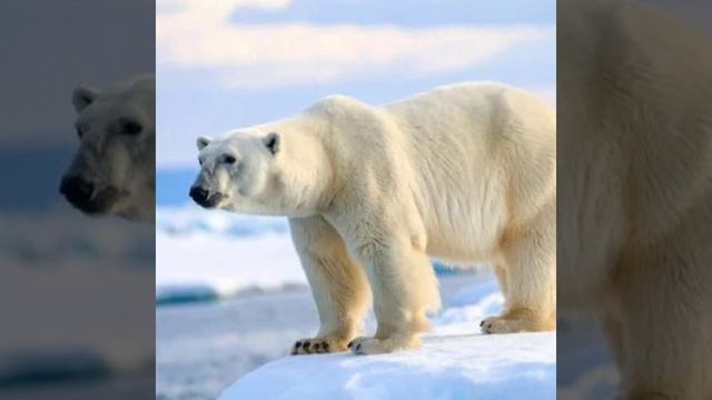 Белый медведь