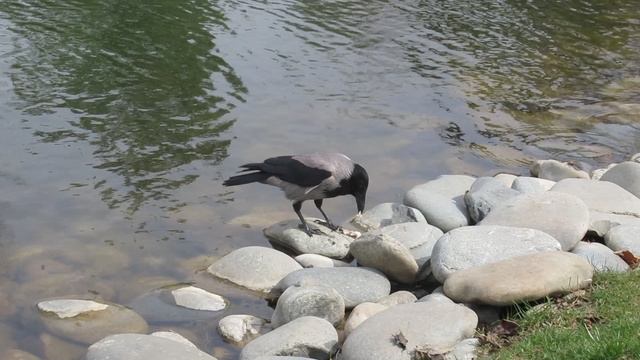 ВИДЕО ПВН ББ (1299) КРАСНОДАР. ПАРК ГАЛИЦКОГО. ЯПОНСКИЙ ДВОРИК. смотреть онлайн