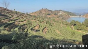 Аньси #1 Anxi 01.2026 Чайные горы провинции Фуцзянь, производство чая сорта Тегуаньинь 铁观音