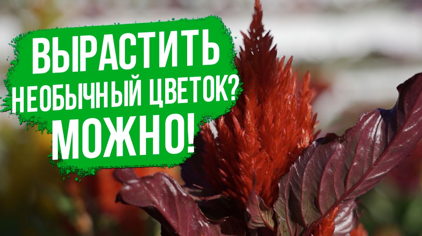 Целозия: почему она должна быть в каждом саду?