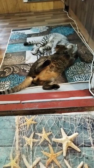 мои ушастые🐱 любимки смотреть онлайн