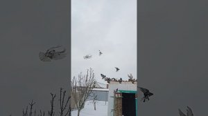 кормление, продаются голуби ростовская обл район Сальский ( 89895013708) Андрей