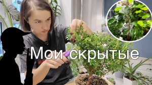 Растения, которые редко показываю или не показываю вообще