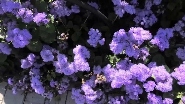 Агератум, опыт выращивания. смотреть онлайн