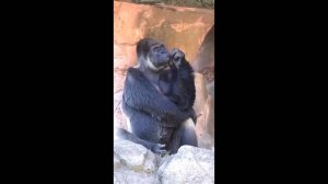 #смешныевидео -157