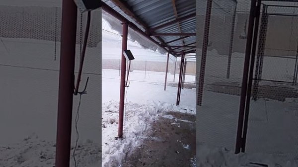 уборка у курей https://media.tenor.com/9y1FotyGWYUAAAAM/shah-kk.gif☺