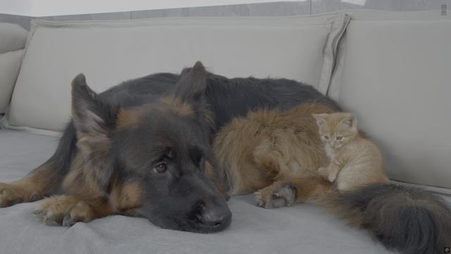 Немецкая овчарка и рыжий котенок Друзья навеки 4K HDR смотреть онлайн