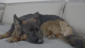 Немецкая овчарка и рыжий котенок  Друзья навеки 4K HDR