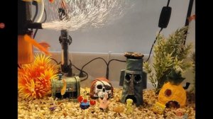 У меня появился аквариум 3 лайка выпущу видео где они плавают