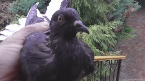 Чужак попался