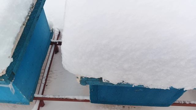 13.01.26. Пасека в сугробах!!! Как птички извели семью?