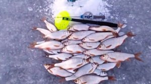 Безмотылка и плотва меня порадовали на озере .