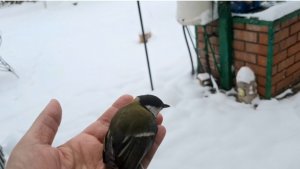 992 Зимуем в Станице на Кубани. Простая сельская жизнь.