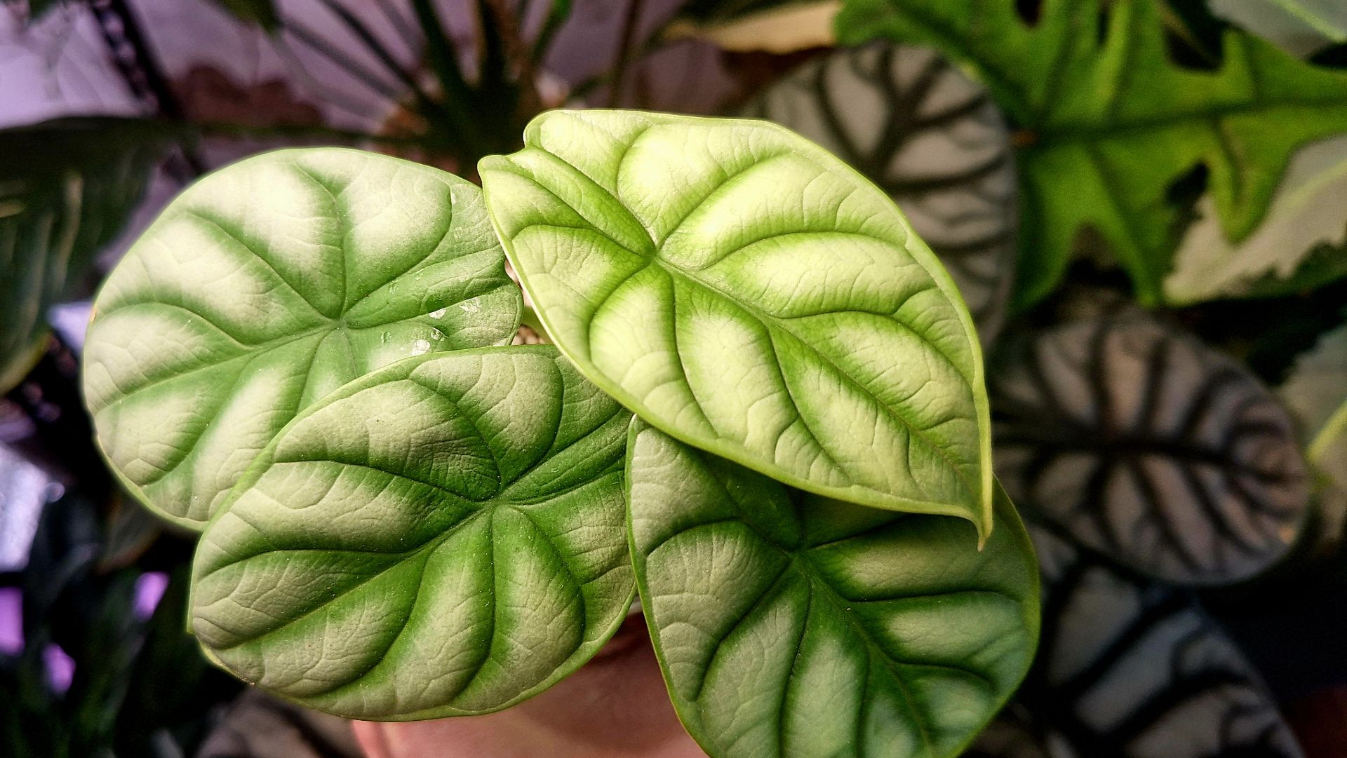 Алоказии и фитильный полив смотреть онлайн