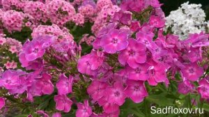 Удивительные краски флокса Торжество