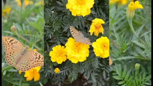 Ты мой загадочный рассвет Симферопольский ботанический сад