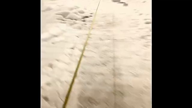 прогулка с собакой 🦮