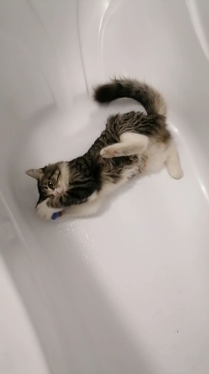 😸 Манеж для котика, чтобы игрушки не пропадали смотреть онлайн