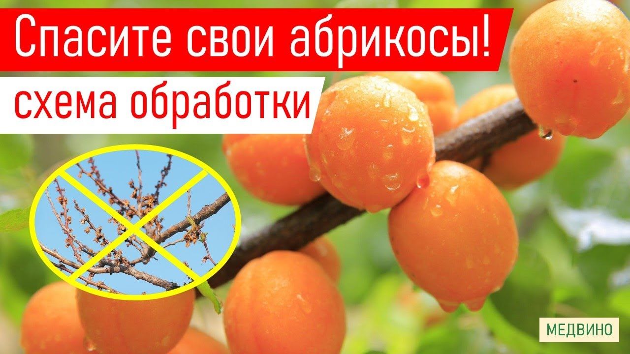 АБРИКОС НЕ ЗАБОЛЕЕТ! Чем обработать_ препараты, сроки, дозы,нюансы смотреть онлайн
