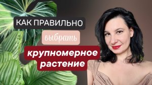 Крупные комнатные растения. Как выбрать крупномера
