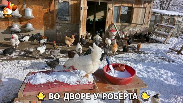 Содержание кур в домашних условиях и других птиц во дворе у Роберта 🐣🐤🦆🐔🪿🦃 (392) смотреть онлайн