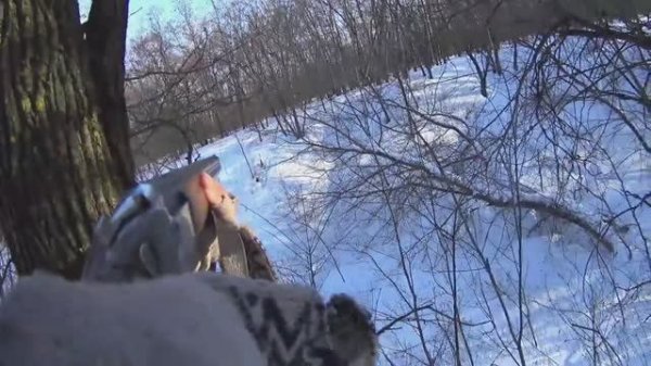 ОХОТА НА ЛИСУ У НОРЫ .