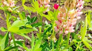 Люпин.Как его можно вырастить рассадным способом и ка?