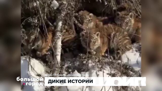 ДИКИЕ ИСТОРИИ. Большой город 13/01/2026 смотреть онлайн