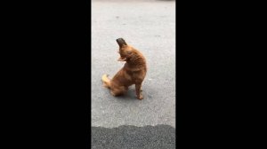 #смешныевидео -138