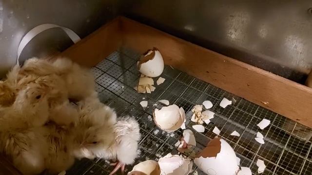 НОВОГОДНИЕ ЦЫПЛЯТА! КАК ДОСТИЧЬ 100 % ВЫВОДА ЗИМНИХ ЦЫПЛЯТ!!! 14 ЯНВАРЯ 2026 ГОД! смотреть онлайн