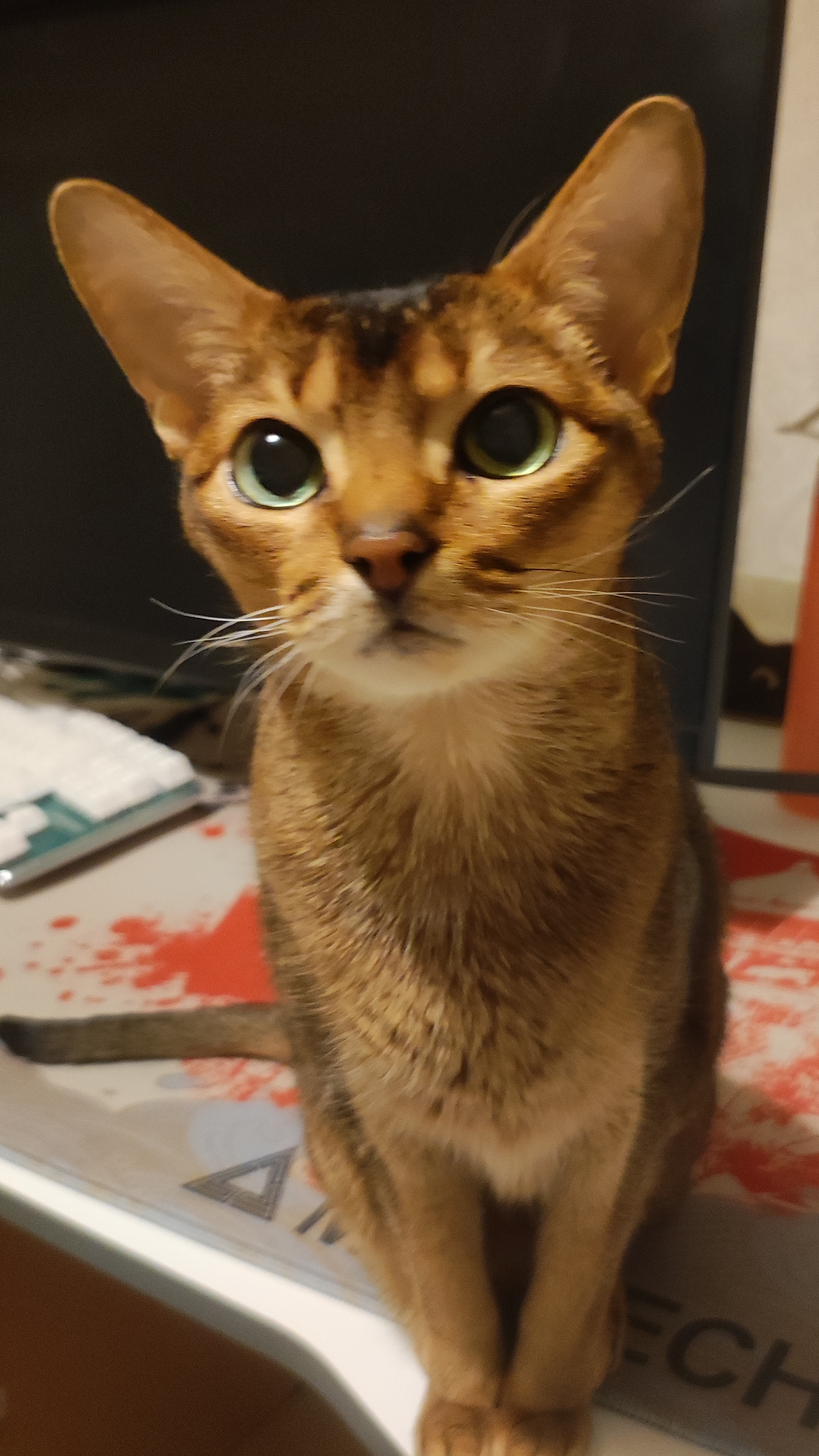 Помощь в распаковке покупок оказывает мой пушистый бухгалтер абиссинка Джоли #рек #распаковка #коты